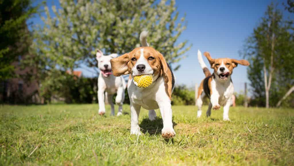 pet place em condominio de madeira