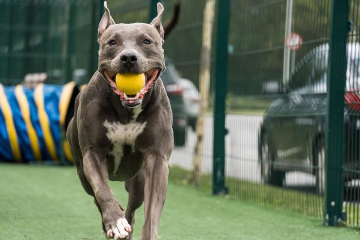 brinquedos sustentaveis para cachorros